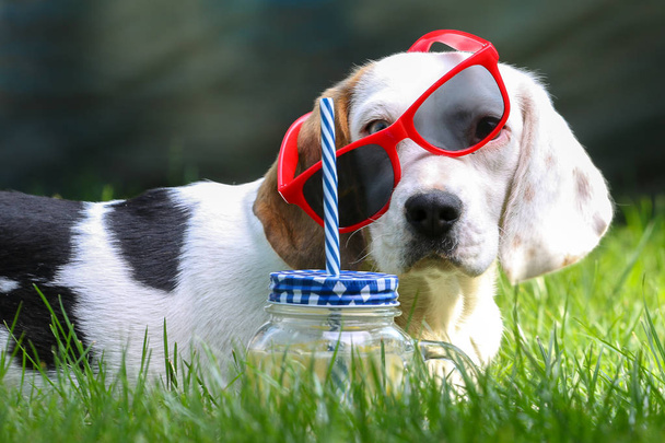幸せな犬は草の上に横たわって、サングラスとレモネードで暖かく感じる - 写真・画像