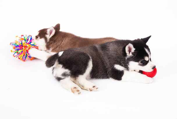 Dos cachorros Husky siberianos jugando con juguetes, en el estudio sobre un fondo blanco
. - Foto, Imagen