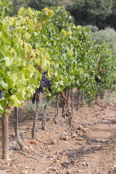 Спелые виноград для красного вина в долине
 - Фото, изображение