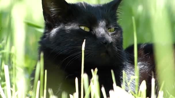 czarny kot relaksując się w trawie, w słoneczny dzień - Materiał filmowy, wideo