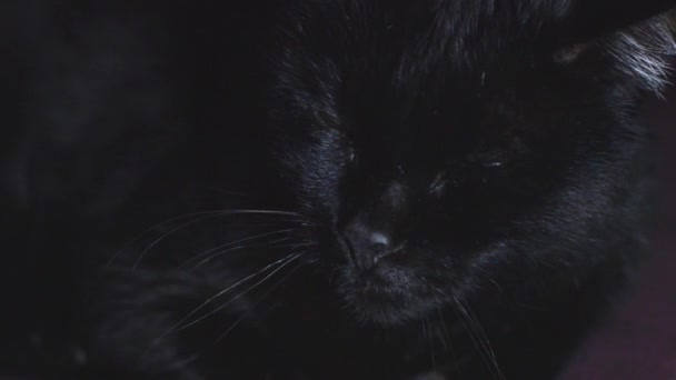 Film z czarnego kota - Materiał filmowy, wideo