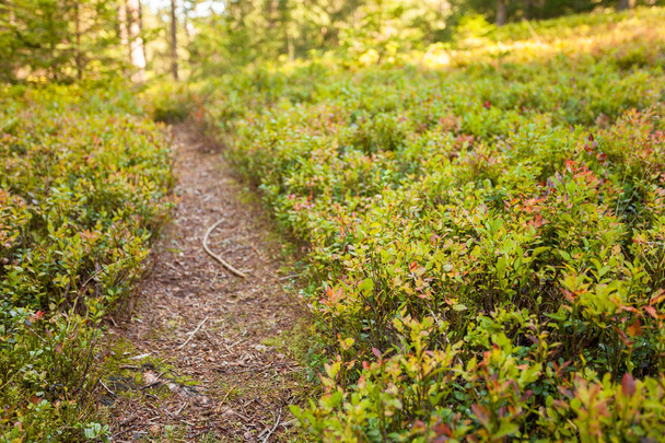 a path among blueberry plants inside a typical forest of the Italian Alps - Photo, Image