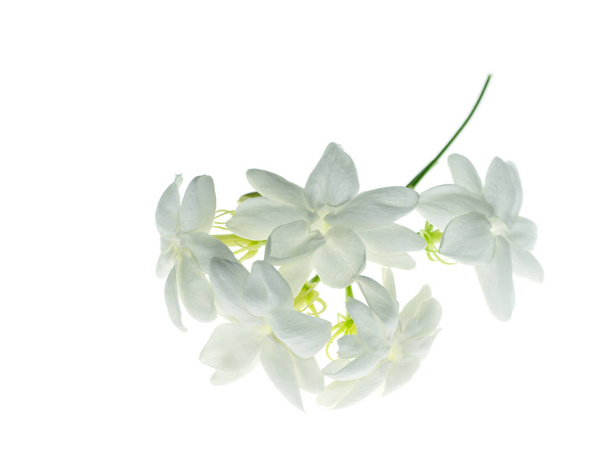 Close up de jasmim branco flor isolada sobre fundo branco
. - Foto, Imagem