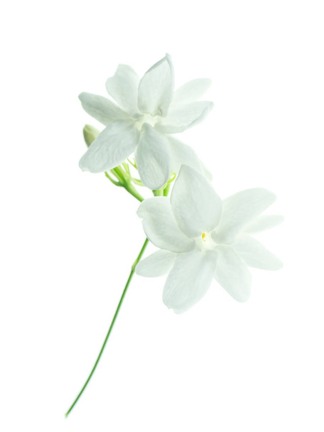 Крупним планом біла квітка жасмину ізольовані на білому тлі
. - Фото, зображення