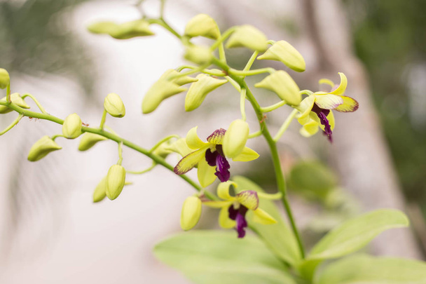 Flor de la orquídea en el jardín en invierno o día de primavera para la belleza de la postal y el diseño concepto de la idea de agricultura
. - Foto, Imagen