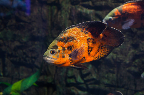 Оскар риби плавають в акваріумі. Astronotus веретеноподібний сцинк - Фото, зображення