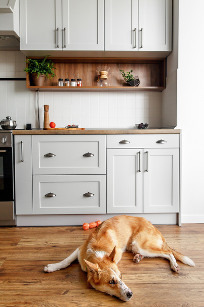 chien doré mignon assis à l'intérieur élégant de cuisine gris clair avec des armoires modernes et des appareils en acier inoxydable dans la nouvelle maison. design dans un style scandinave. décor de plantes vertes
 - Photo, image