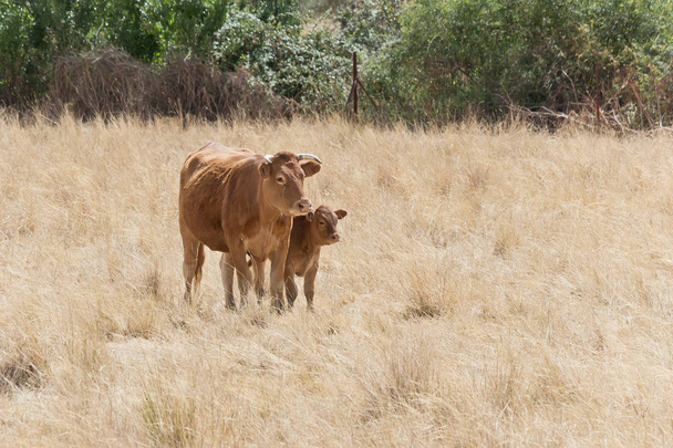 mestic kráva s telátkem v poli - Fotografie, Obrázek