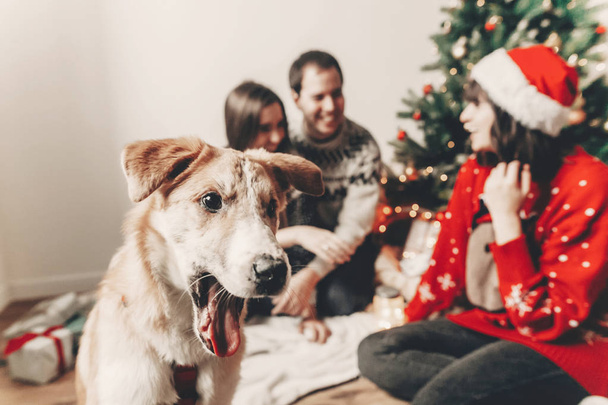 スタイリッシュなセーターとライトとクリスマス ツリーで祝うかわいい面白い犬で幸せな家族。感情的な瞬間。メリー クリスマスと新年あけましておめでとうございます概念。テキストのためのスペース - 写真・画像