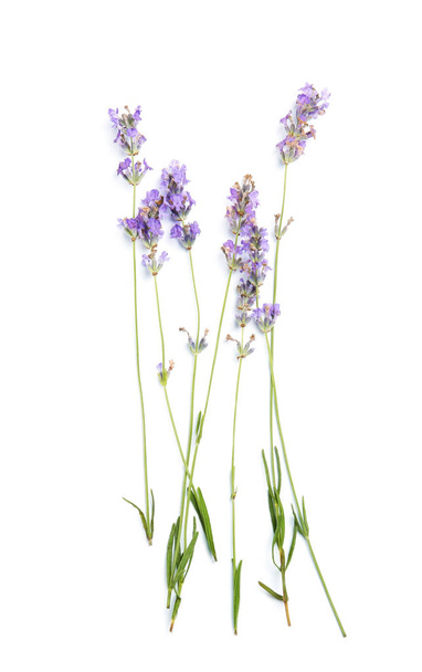 Beautiful blooming lavender flowers on white background - Fotó, kép