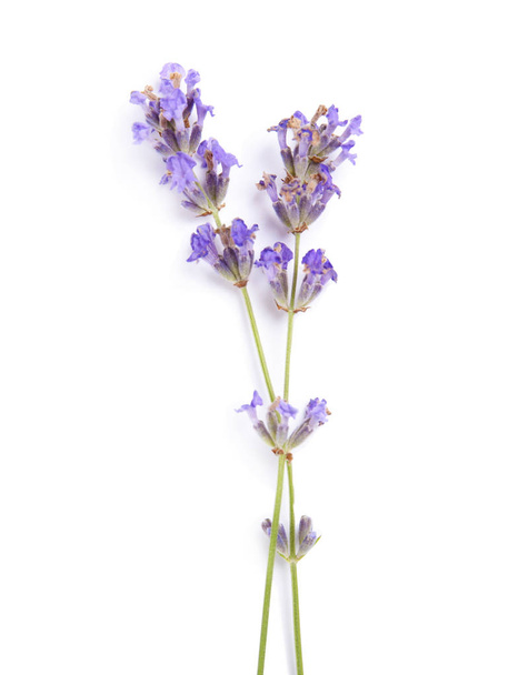 Beautiful blooming lavender flowers on white background - 写真・画像