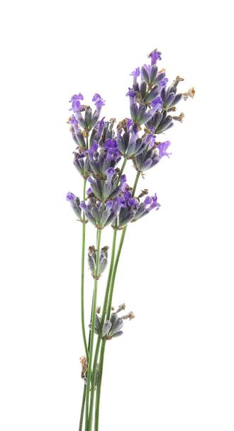 Beautiful blooming lavender flowers on white background - Photo, Image