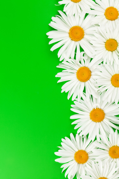 Garden chamomile flowers on green background. Top view with copy space - Photo, Image