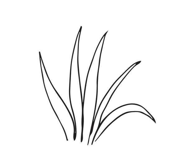 Ручной рисунок растения, выделенного на белом фоне
 - Вектор,изображение