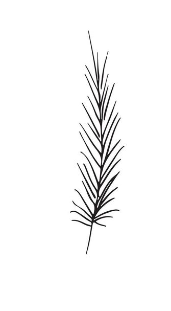 Hand-drawn sketch of a plant, isolated on white background - Vektori, kuva