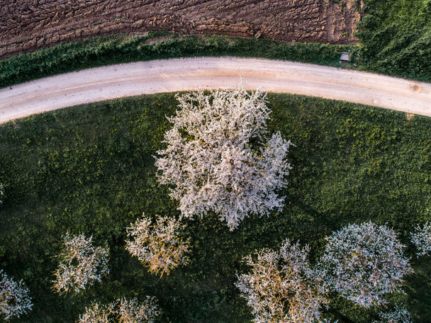 cherry blossom trees from above aerial view - Photo, Image