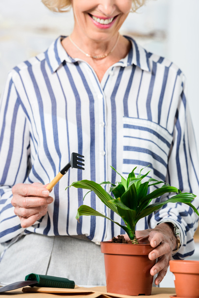 cropped shot of smiling senior woman cultivating houseplant at home - Foto, afbeelding