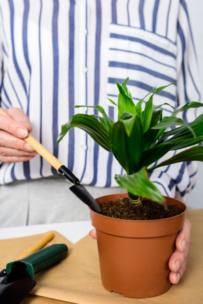 colpo ritagliato di donna anziana coltivare bella pianta d'appartamento verde
 - Foto, immagini