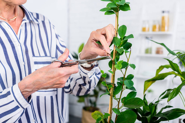 cropped shot of senior woman cutting green leaves with scissors at home - Foto, Imagen