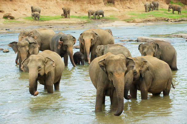Elephants cross river in Pinnawala, Sri Lanka. - Φωτογραφία, εικόνα