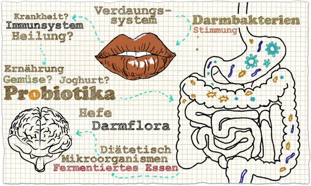 Illustration über Probiotika und Darmbakterien im Kreislauf - Foto, Bild