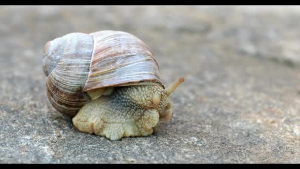Big brown garden snail on stone background - Footage, Video
