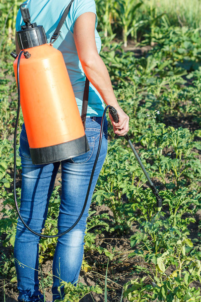 Vrouwelijke tuinman is aardappelen planten beschermen tegen schimmelziekte of ongedierte met druk sproeier in de tuin - Foto, afbeelding