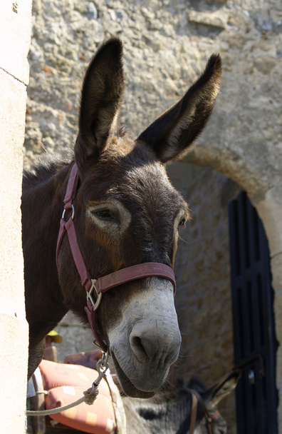 Retrato de burro
 - Foto, Imagem