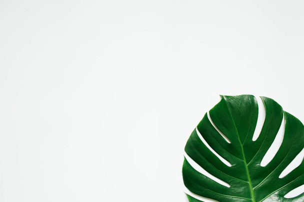 Green monstera tropical leaf on white background. - Foto, Bild