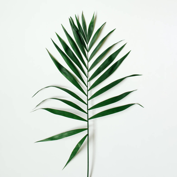 Green tropical leaf on white background. - Photo, Image