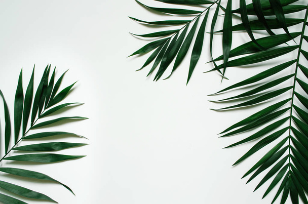Green flat lay tropical palm leaf branches on white background. Room for text, copy, lettering. - Foto, afbeelding