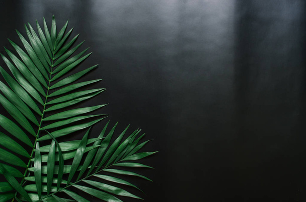 grün flach lagen tropische Palmblätterzweige auf weißem Hintergrund. Raum für Text, Kopie, Schrift. - Foto, Bild