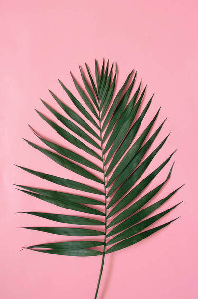 Tropical palm leaves on pastel pink background isolated. - Fotó, kép