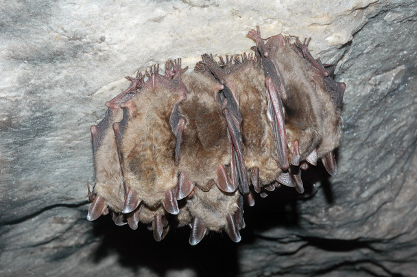 caverna de morcego
 - Foto, Imagem