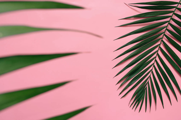 熱帯のヤシの葉パステル ピンクの背景で隔離枠。テキスト、コピー、レタリングのための部屋. - 写真・画像