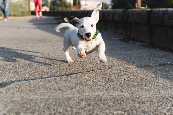 Dog jack russel running and jumping down the road, outdoors, space for text - Photo, Image