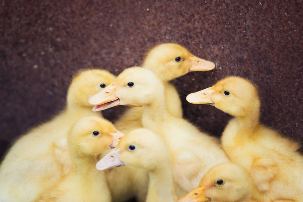 Group yellow funny small baby ducklings - Photo, Image