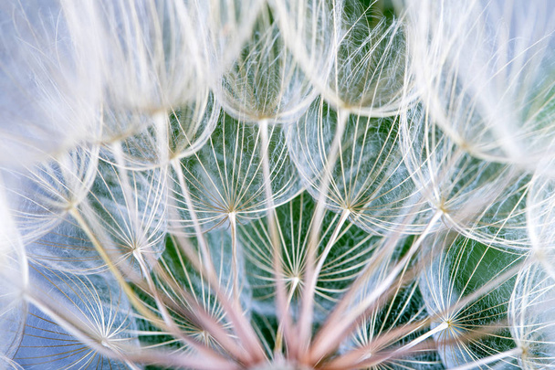 Dandelion seeds in the green background - Fotografie, Obrázek