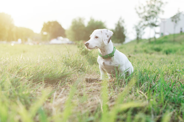 Portrait of  jack russel dog sitting in field - Foto, imagen