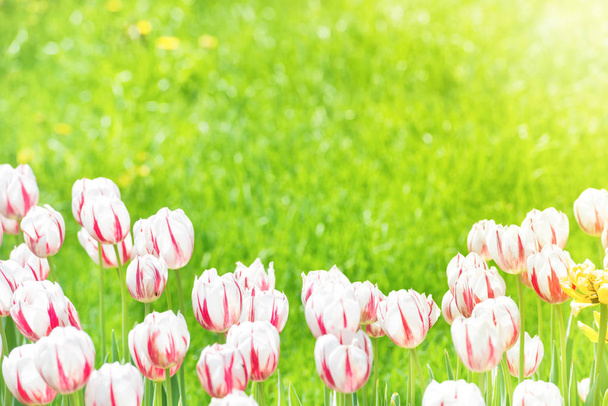 Prachtige tulpen met groen gras op achtergrond - Foto, afbeelding