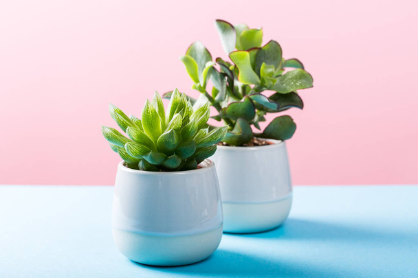 Indoor plant succulent plant in pot - 写真・画像
