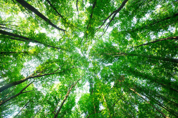 Forest trees. nature green wood sunlight backgrounds - Foto, Imagem