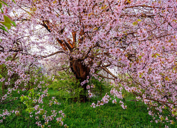 Yabani kiraz ağacının mor çiçeği. Bahar geldi. - Fotoğraf, Görsel