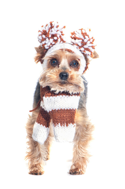 Cane con cappello e sciarpa lavorati a maglia, un terrier dello Yorkshire isolato su bianco
 - Foto, immagini