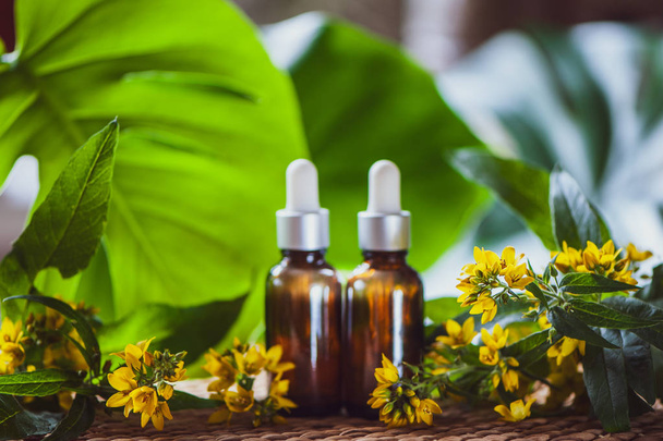 Bottles with St. John's wort extract and flowers Hypericum, organic cosmetics with herbal extracts  - Foto, Imagem