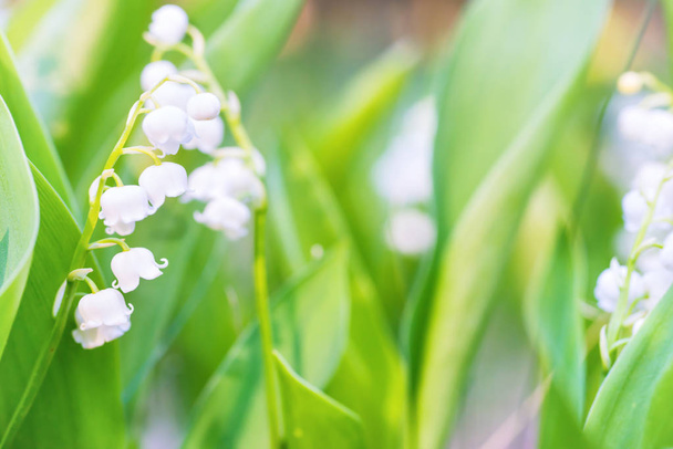 Άγρια λευκά λουλούδια κρίνος της κοιλάδας μακροσκοπικό πλάνο - Φωτογραφία, εικόνα