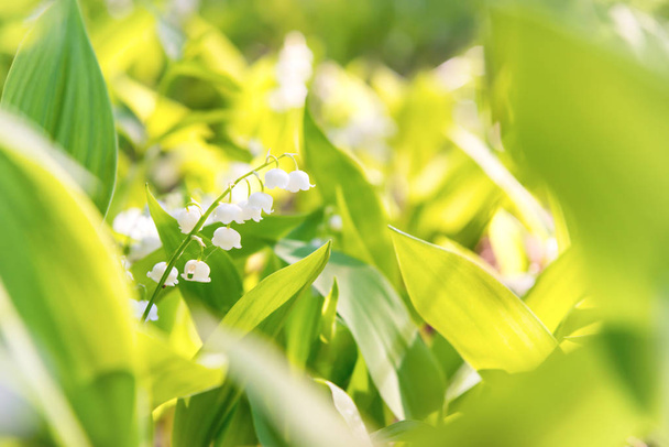 Valkoiset kukat lilja laakson vihreät lehdet
 - Valokuva, kuva
