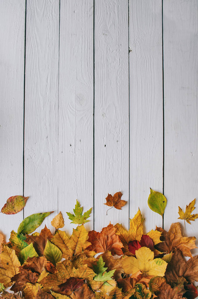 Colorful autumn dry leaves border frame on white painted rustic barn wood blanks background. Empty space for copy, text, lettering. Vertical postcard template. - Fotografie, Obrázek