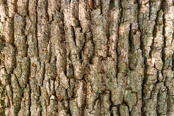 Makró kupica Tölgyfa kérge textúra felhasználható természetes háttér - Fotó, kép