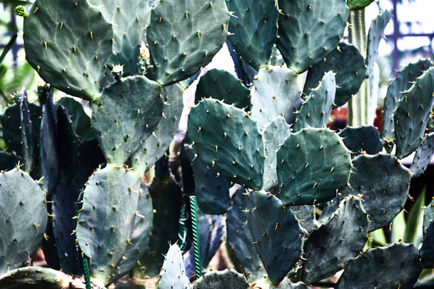Groene vetplanten cactussen. Close-up. Achtergrond. Tropische plant - Foto, afbeelding